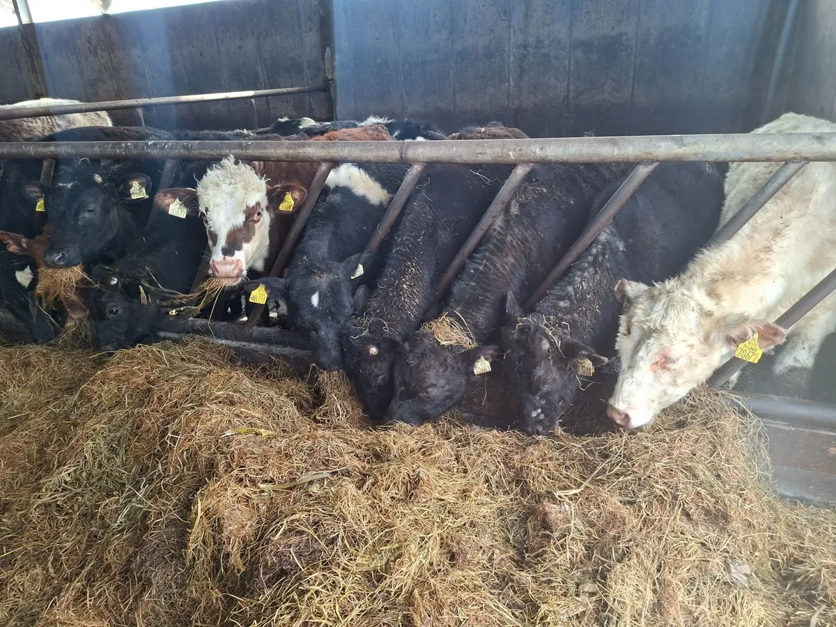10 bullocks for sale - Image 1
