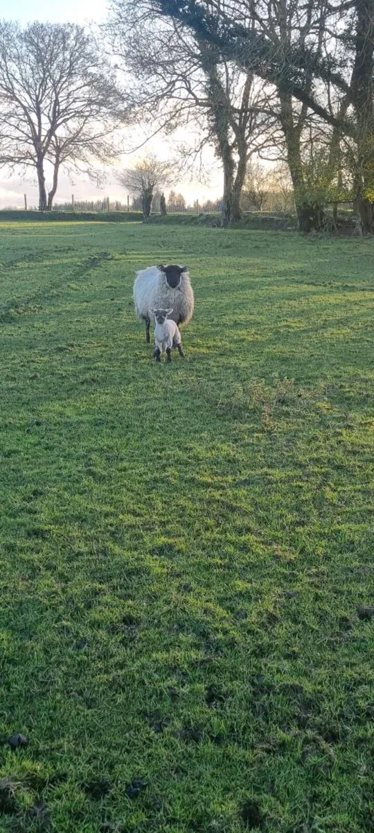 2 hoggets with lambs at foot - Image 1
