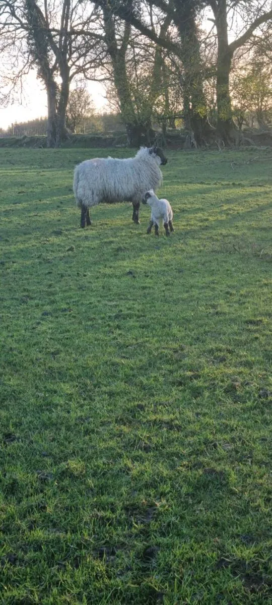 2 hoggets with lambs at foot - Image 2