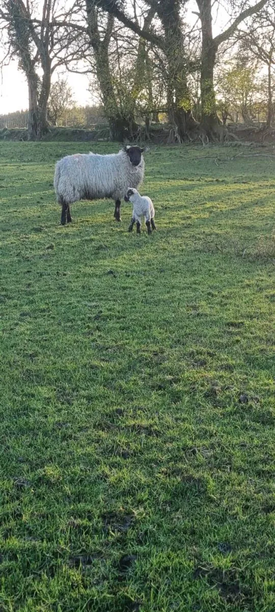 2 hoggets with lambs at foot - Image 3