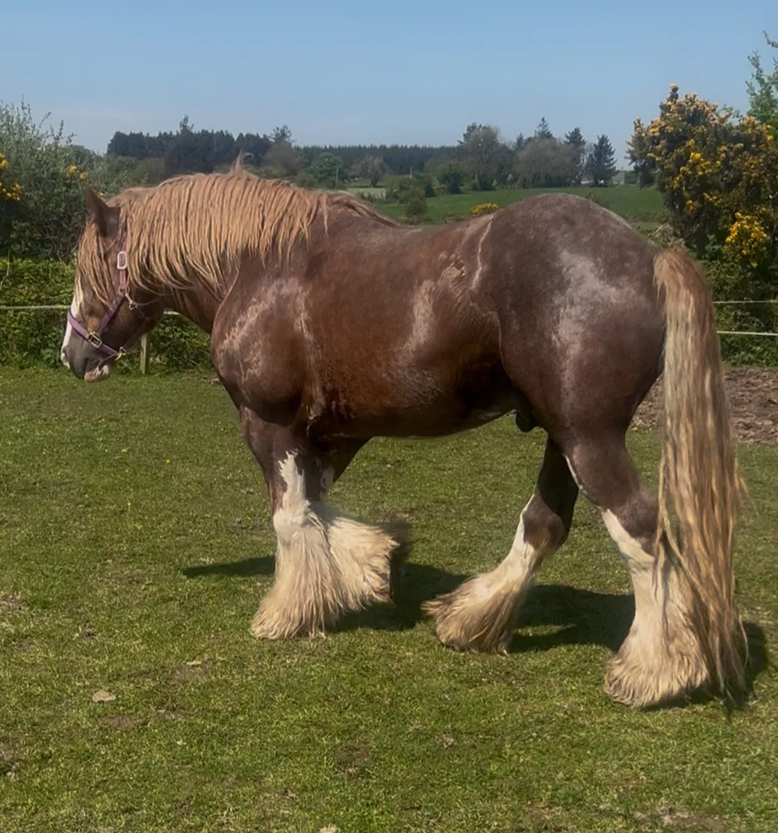 16.1hh Chestnut Stallion @ STUD - Image 1