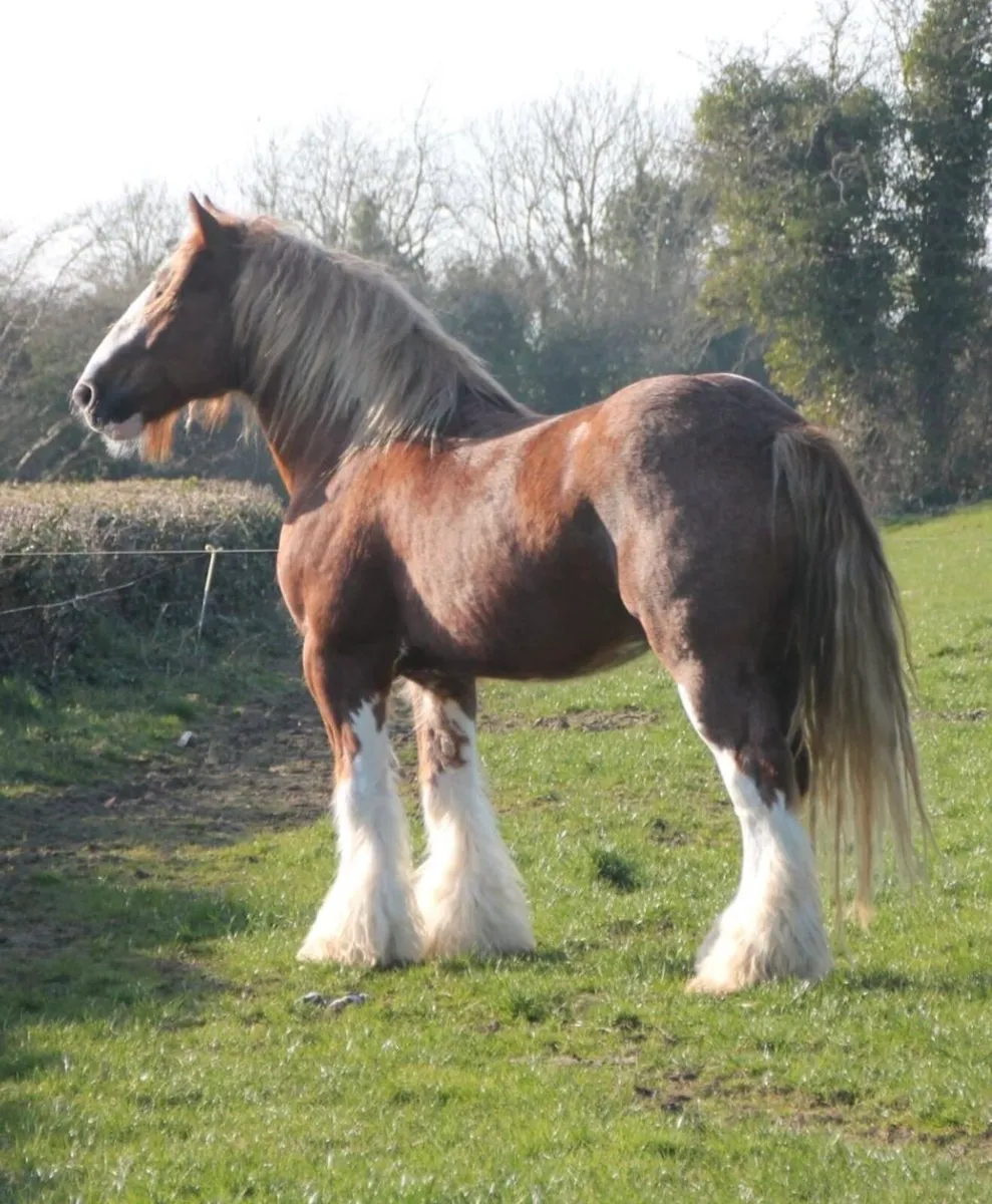 16.1hh Chestnut Stallion @ STUD - Image 2