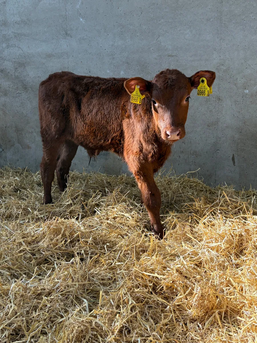 2 Outstanding Angus Bull Calves - Image 1
