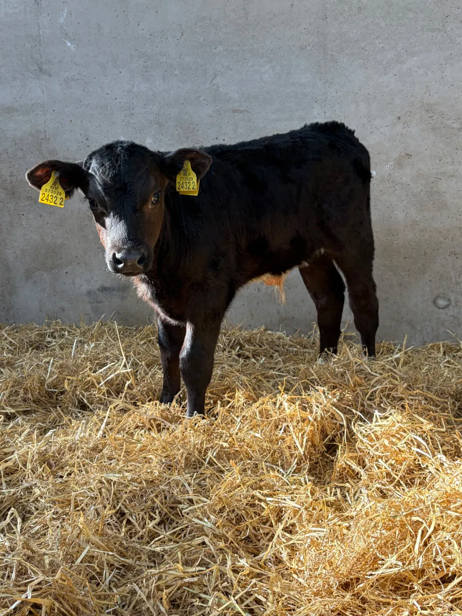 2 Outstanding Angus Bull Calves - Image 2