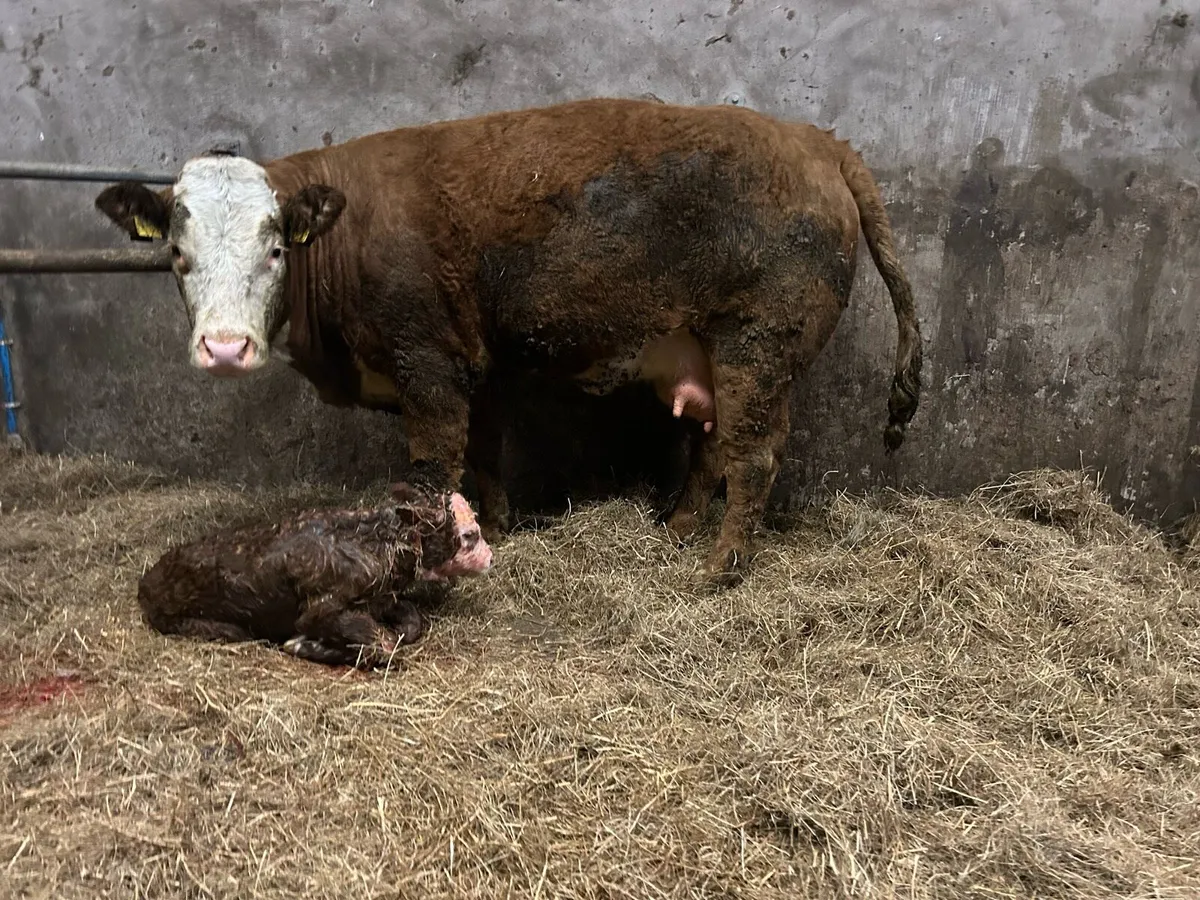 Springing  heifers - Image 1