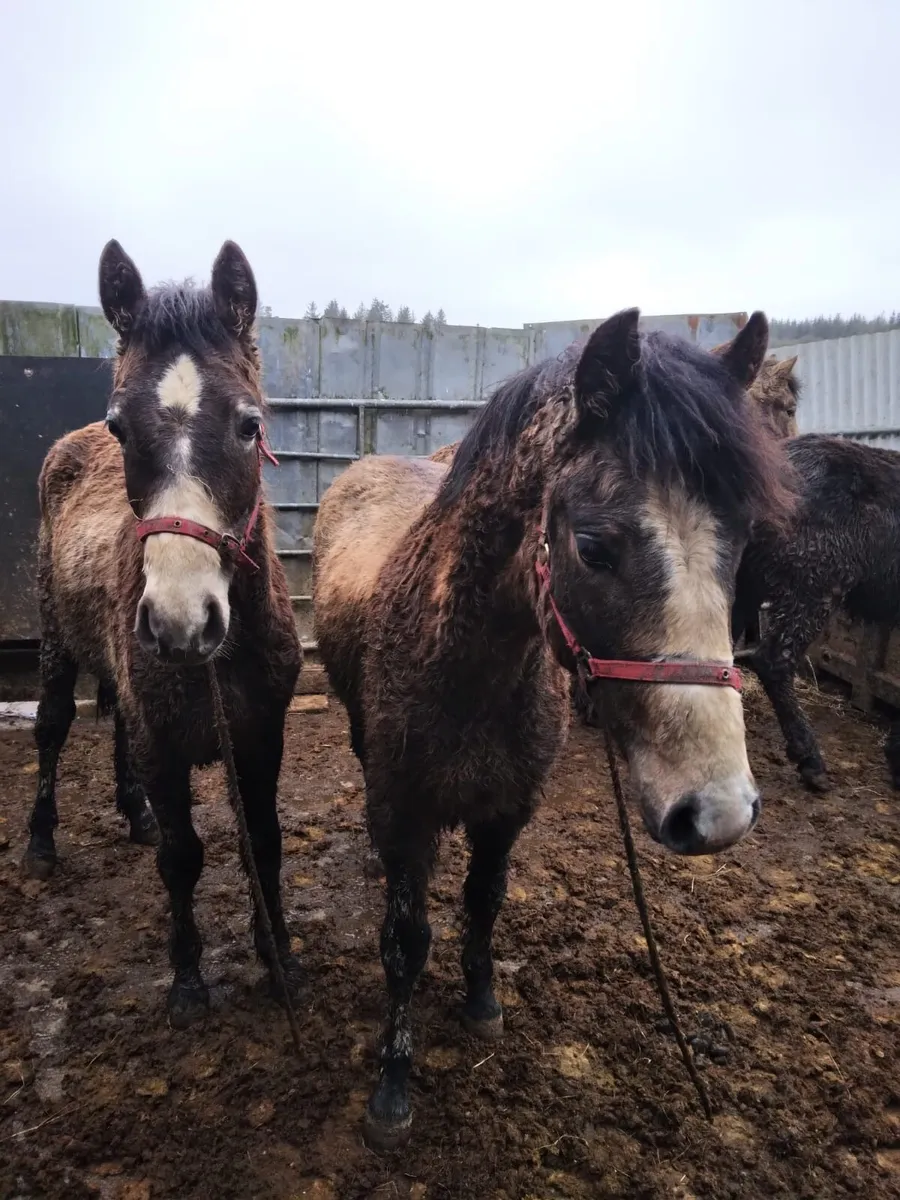 Connemara Yearling Colts - Image 1