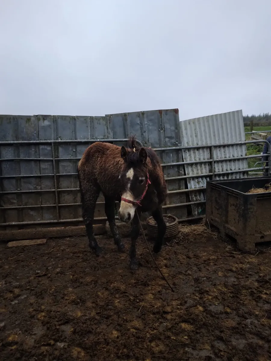 Connemara Yearling Colts - Image 3