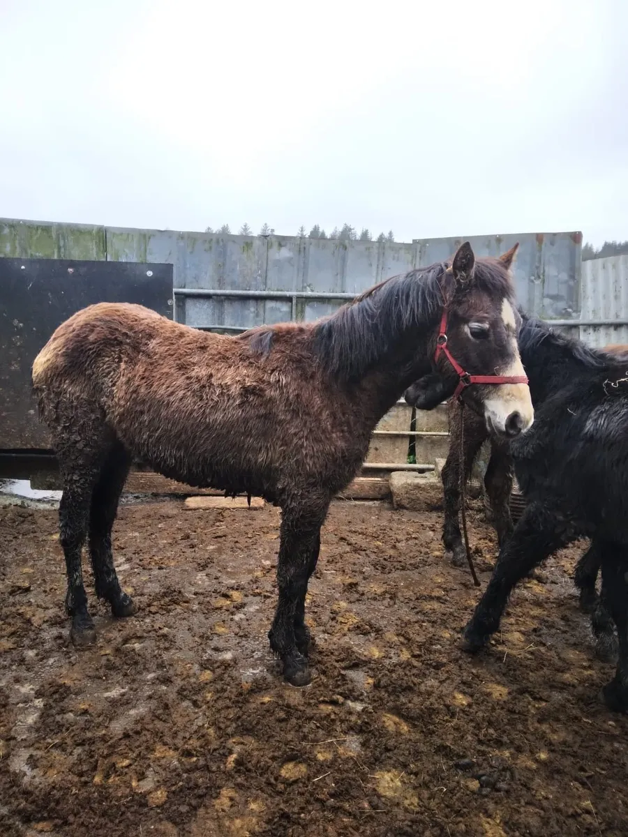 Connemara Yearling Colts - Image 4