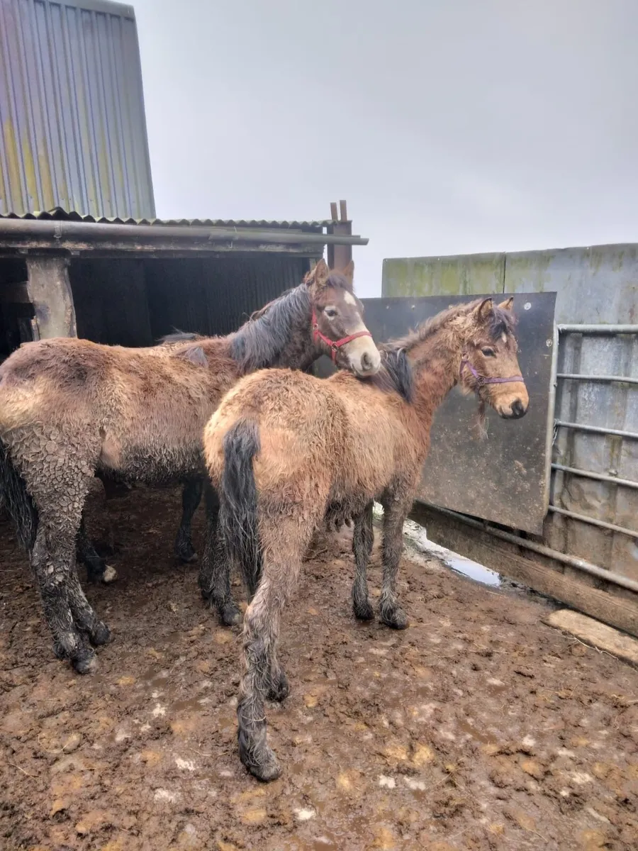 Connemara Yearling Colts - Image 2