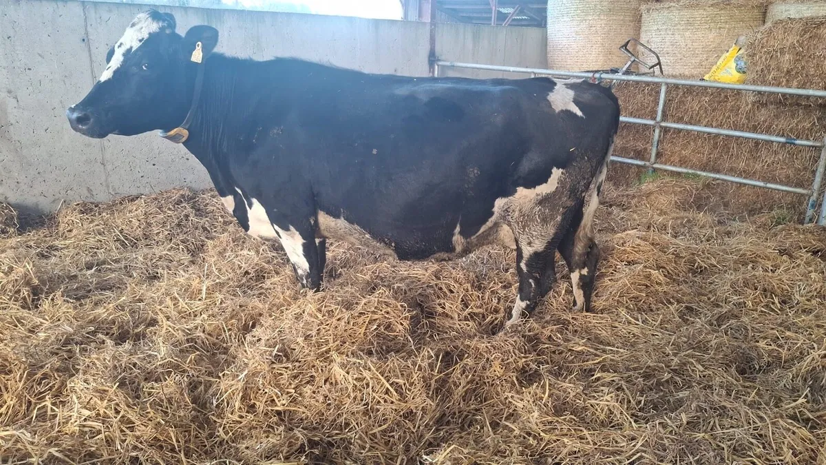 In calf cows - Image 1