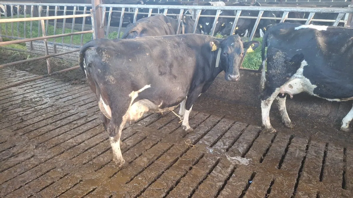 In calf cows - Image 2