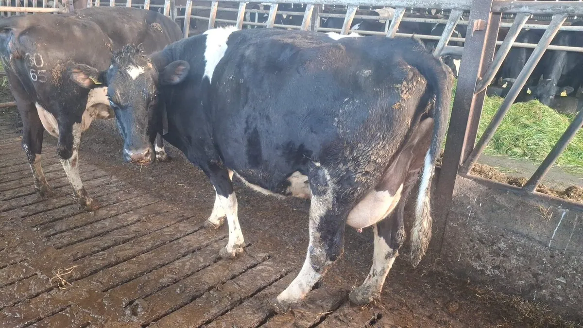 In calf cows - Image 4