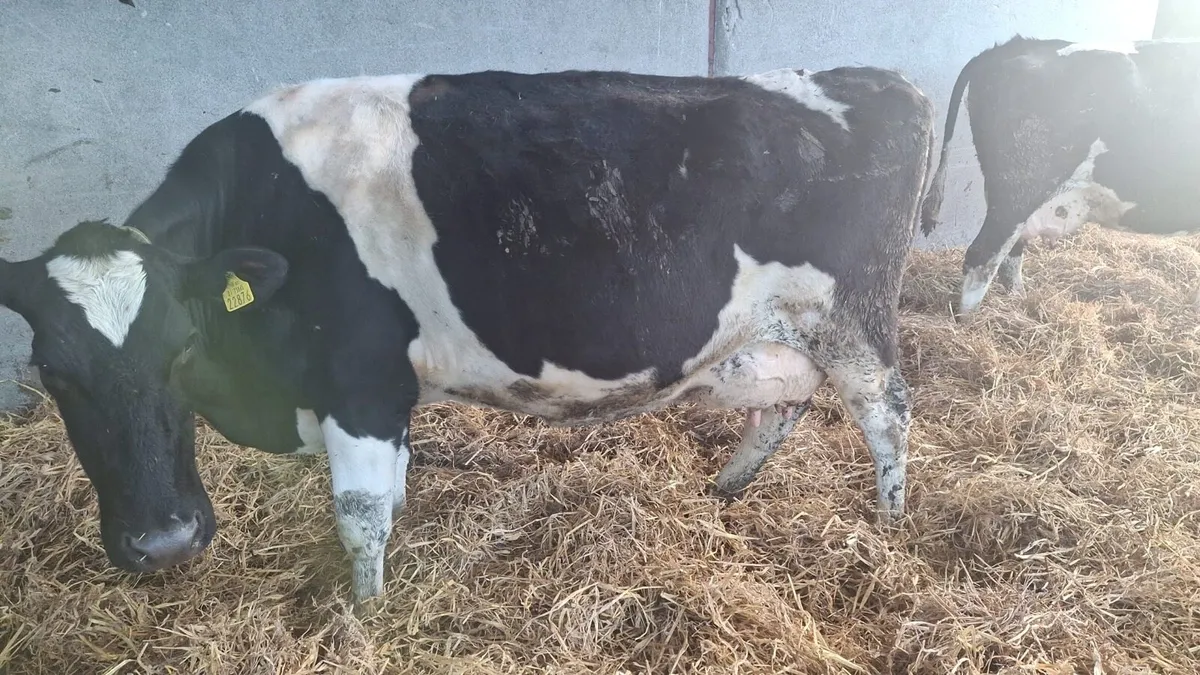 In calf cows - Image 3