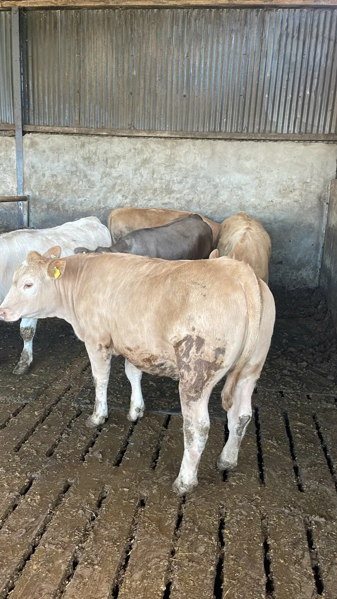 Charolais Heifers for sale - Image 1