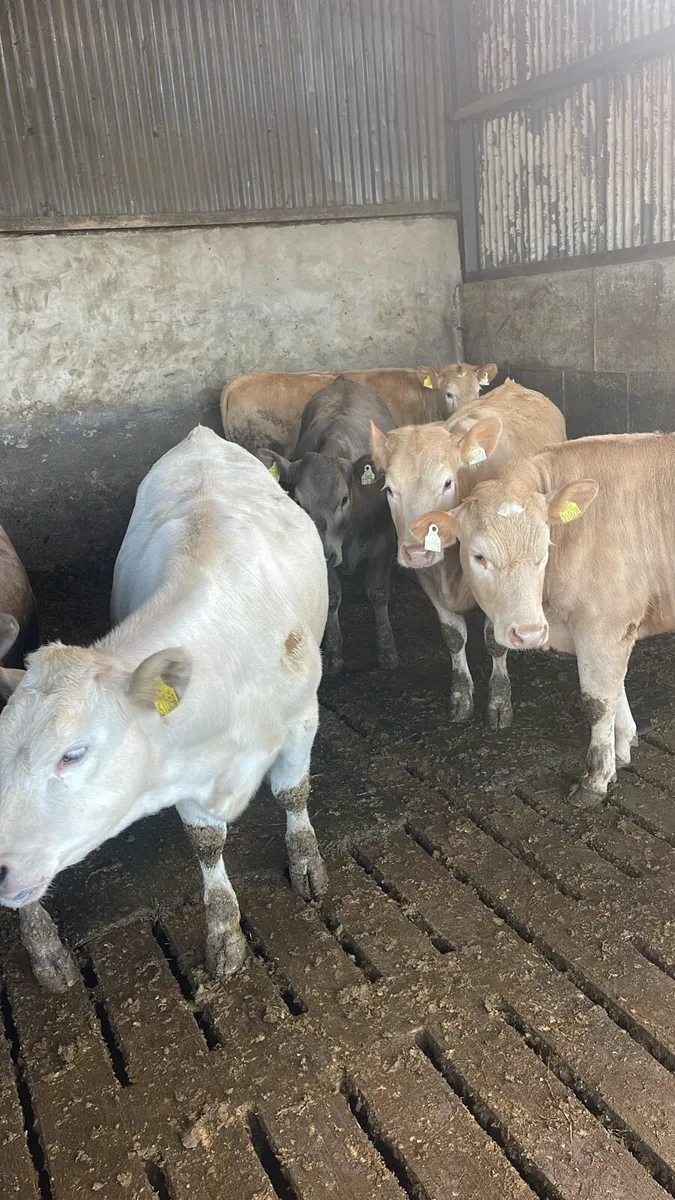 Charolais Heifers for sale - Image 2