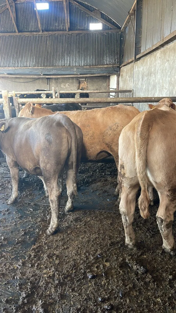 Charolais Heifers for sale - Image 3