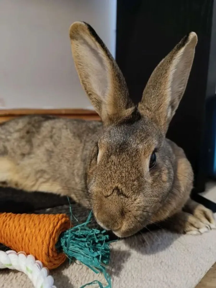 Mocha - 6 year old female rabbit - spayed. - Image 1