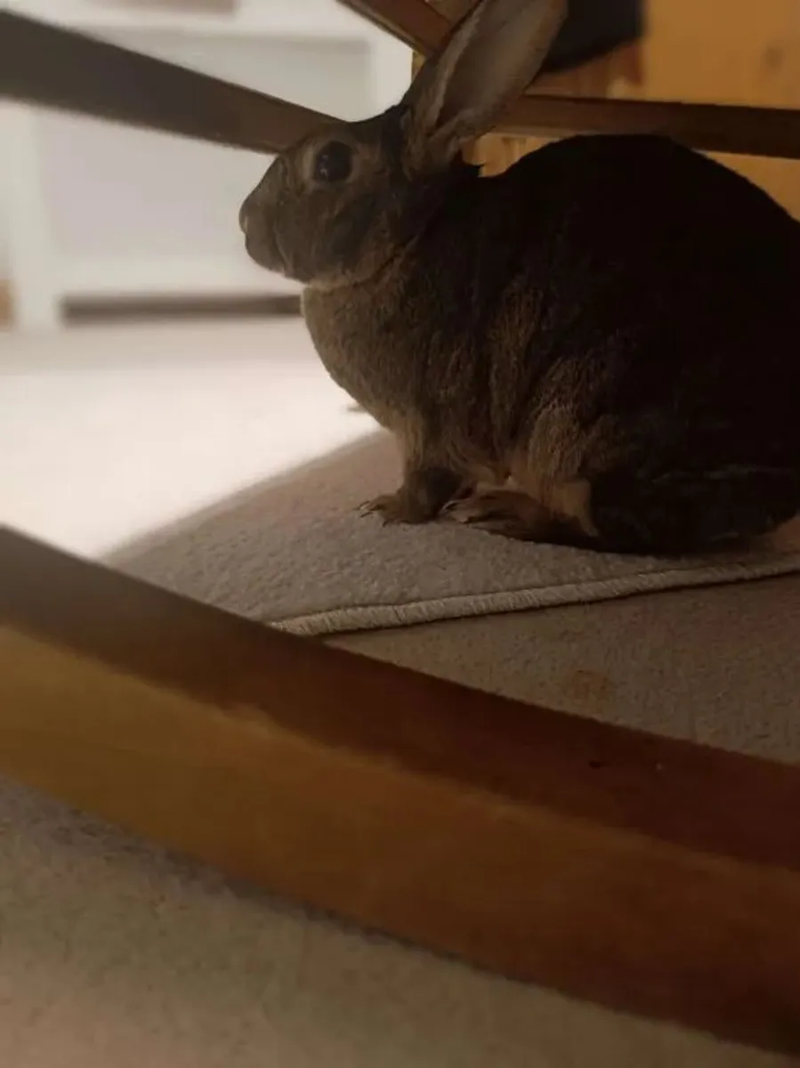 Mocha - 6 year old female rabbit - spayed. - Image 4