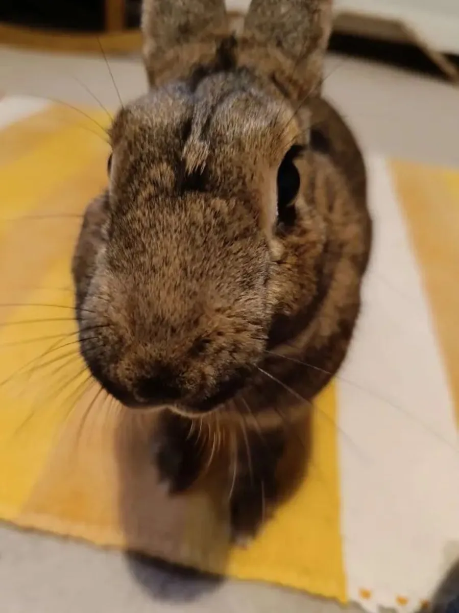 Mocha - 6 year old female rabbit - spayed. - Image 2