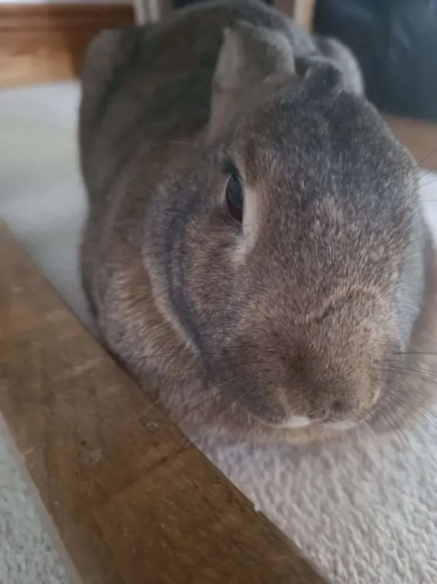 Mocha - 6 year old female rabbit - spayed. - Image 3