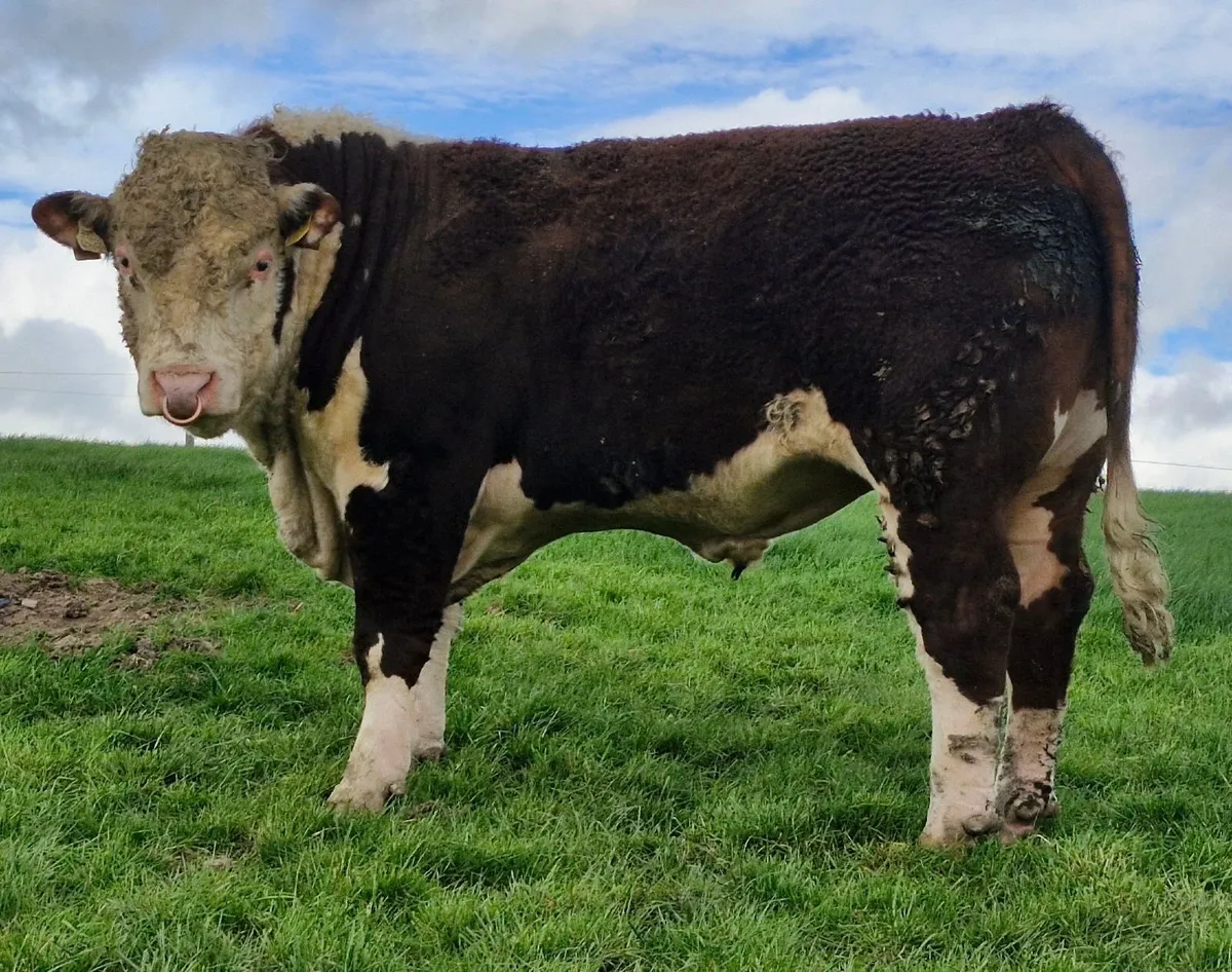 Pedigree Hereford Bull - Image 3