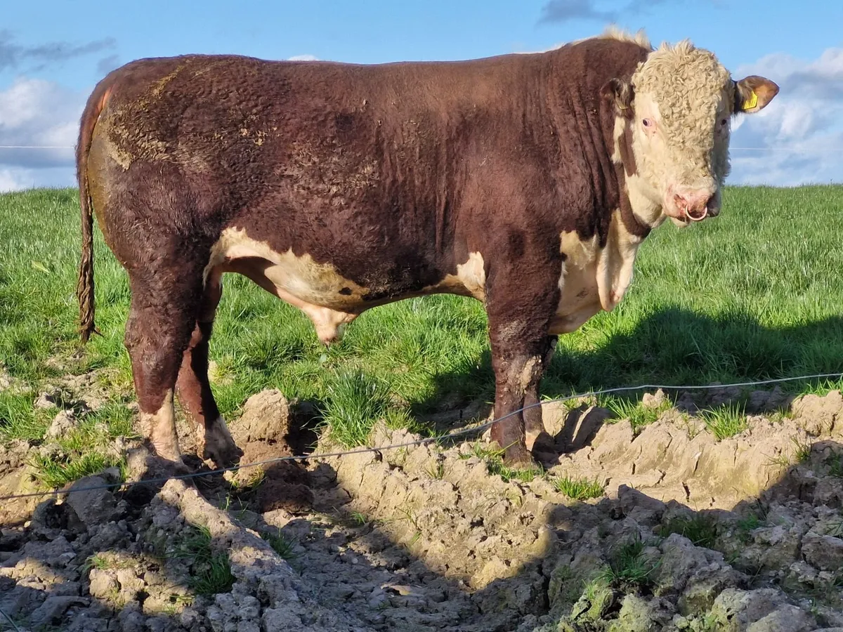 Pedigree Hereford Bull - Image 1