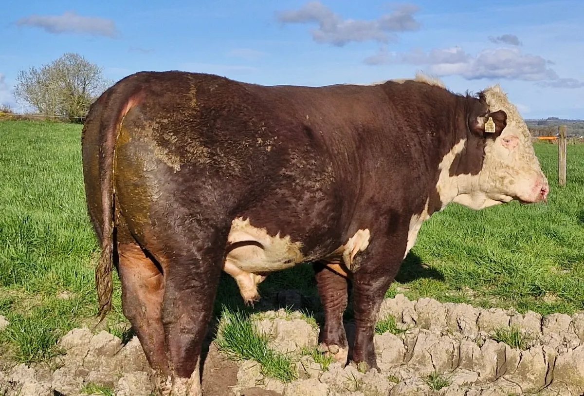 Pedigree Hereford Bull - Image 4