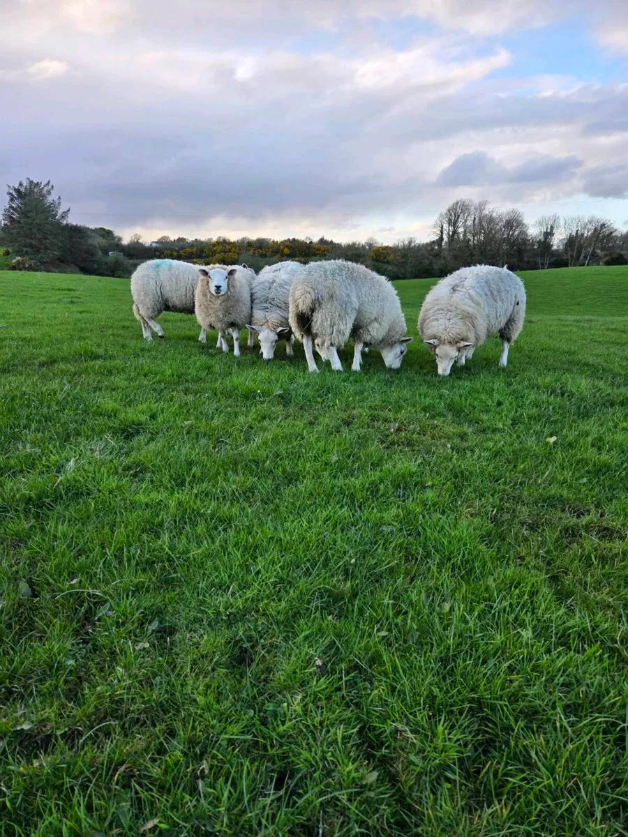 Sheep hoggets - Image 1