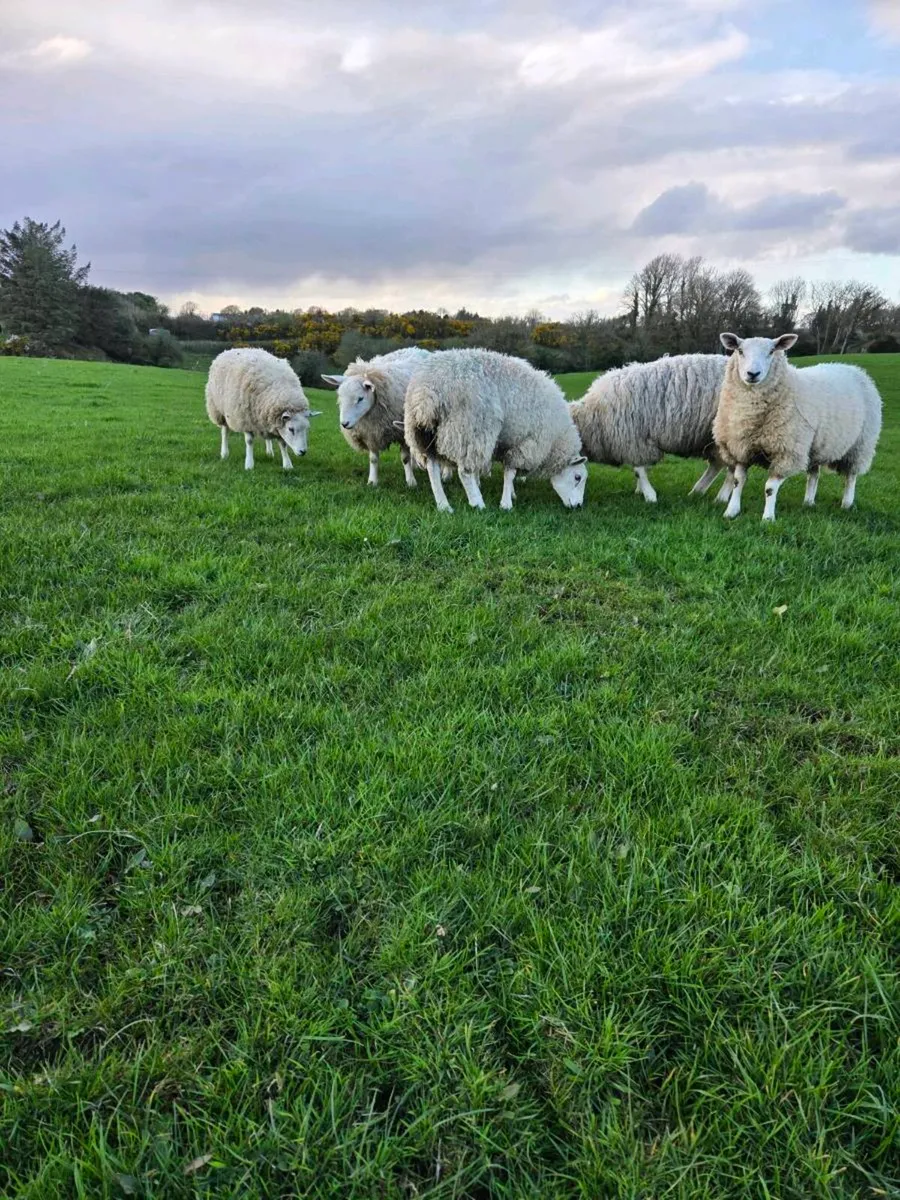 Sheep hoggets - Image 2