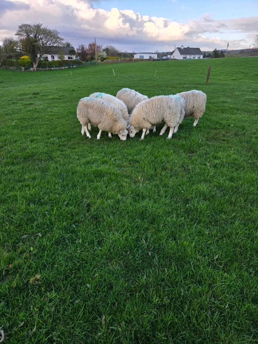 Sheep hoggets - Image 4