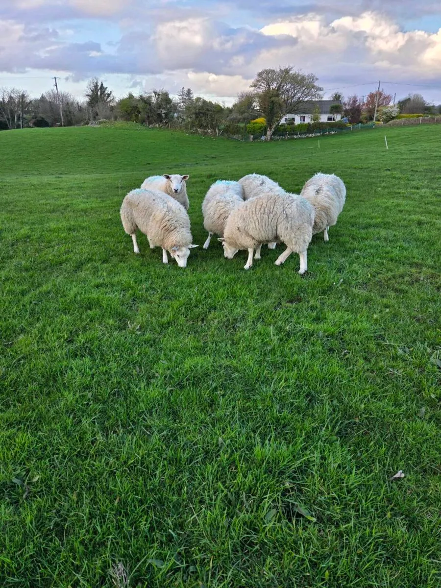 Sheep hoggets - Image 3