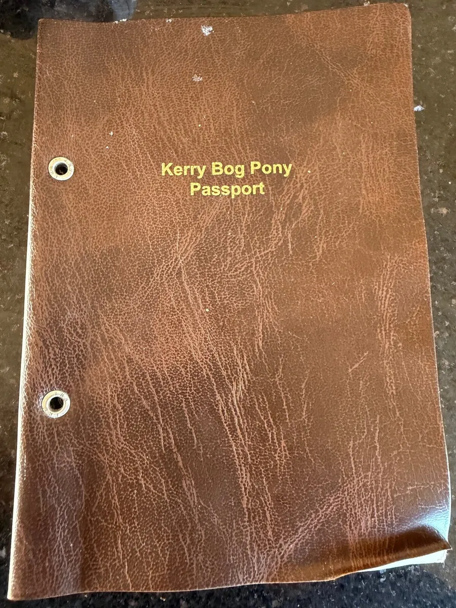 Kerry bog pony - Image 3