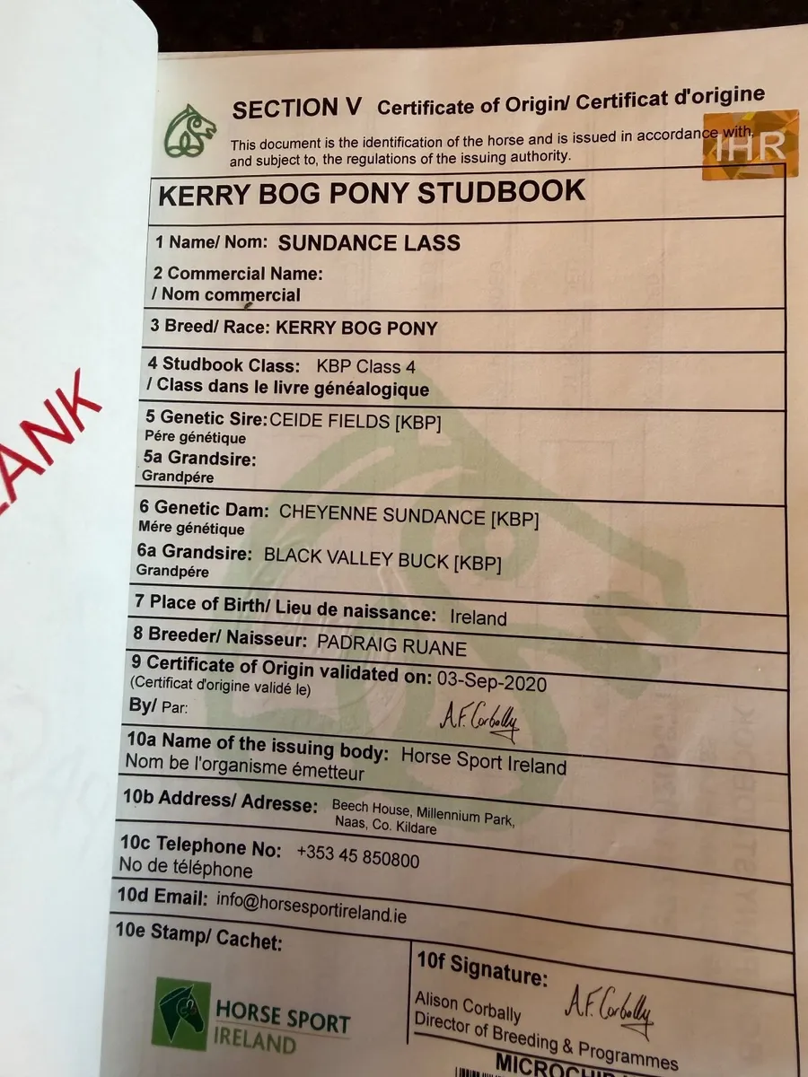 Kerry bog pony - Image 2
