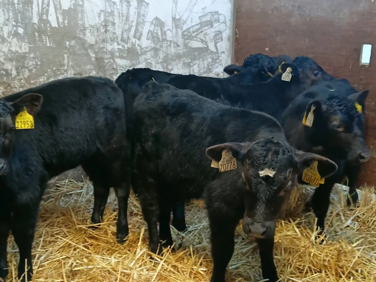 Angus Bull Calves - Image 1