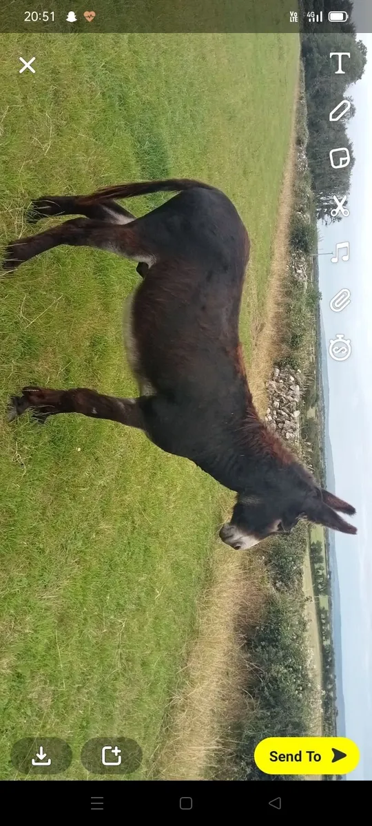 Jack donkey - Image 3