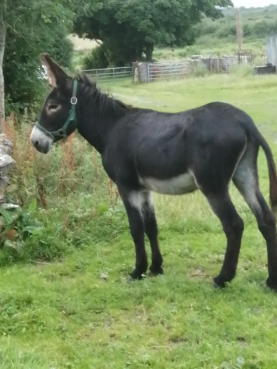 Jack donkey - Image 2