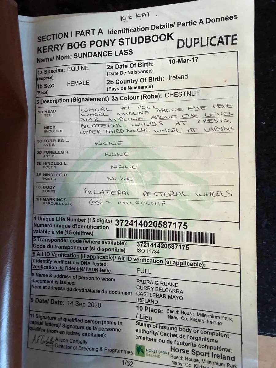 Kerry bog pony - Image 4