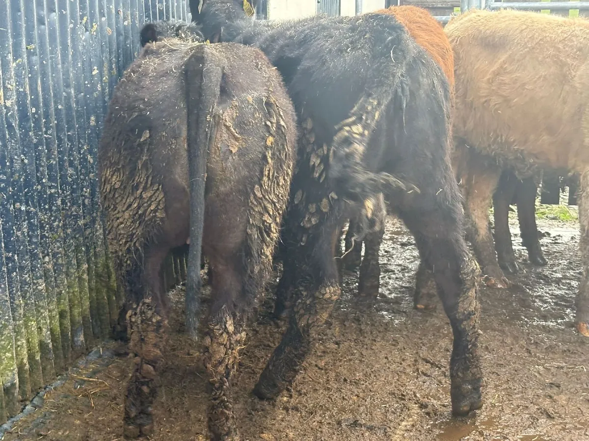 8 weanling-heifers - Image 4