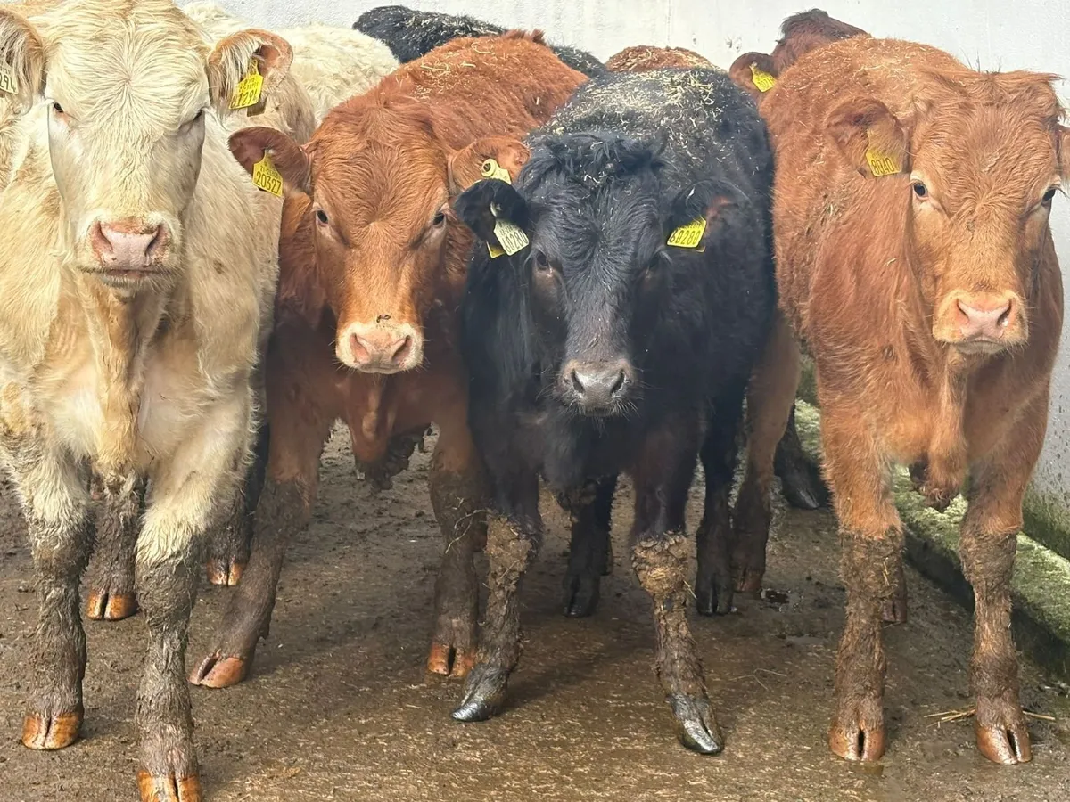 8 weanling-heifers - Image 3