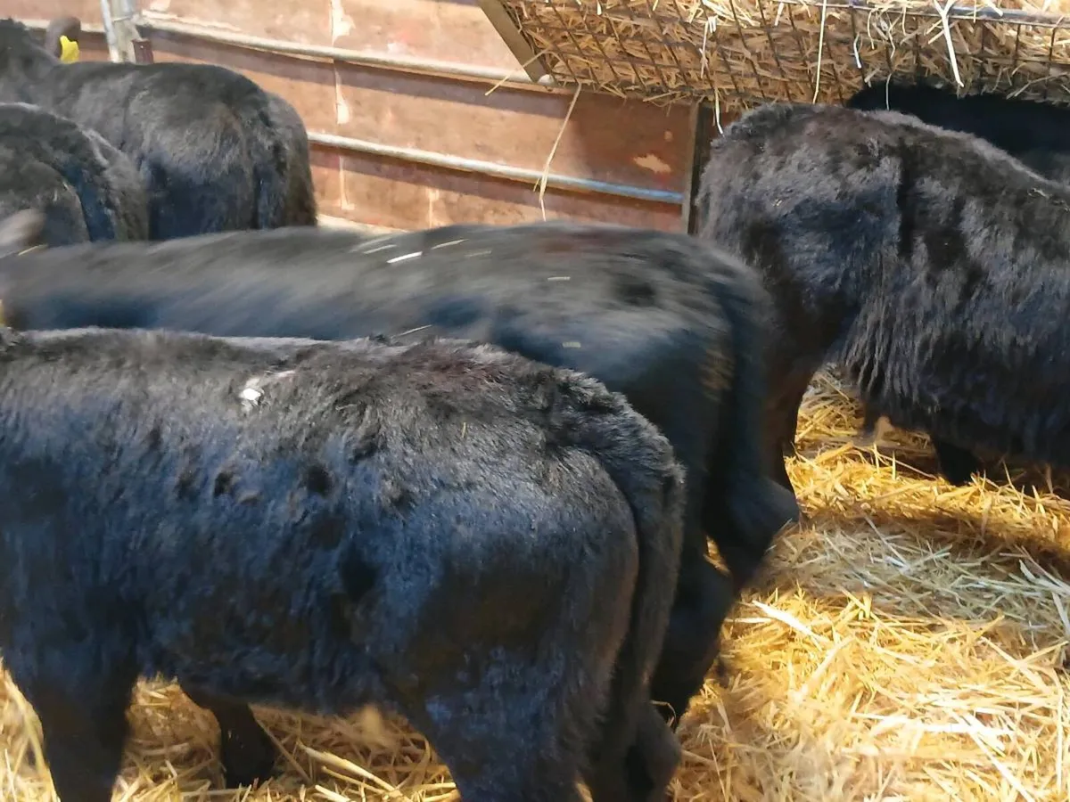 Angus Bull Calves - Image 2
