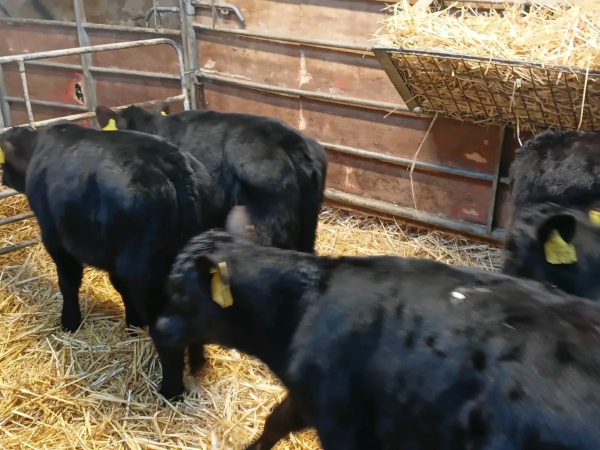Angus Bull Calves - Image 3