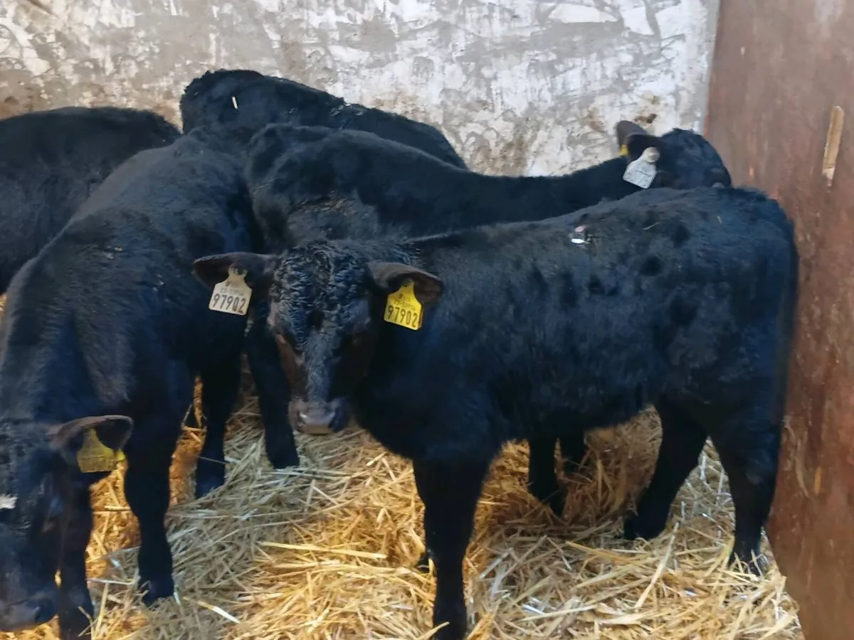 Angus Bull Calves - Image 4