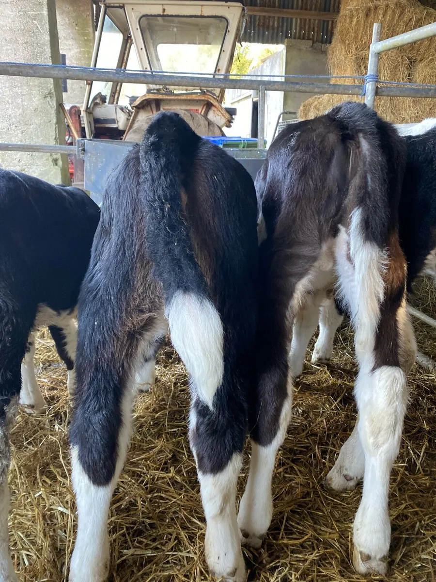 2 Hereford Bulls & 1 Hereford Heifer - Image 2