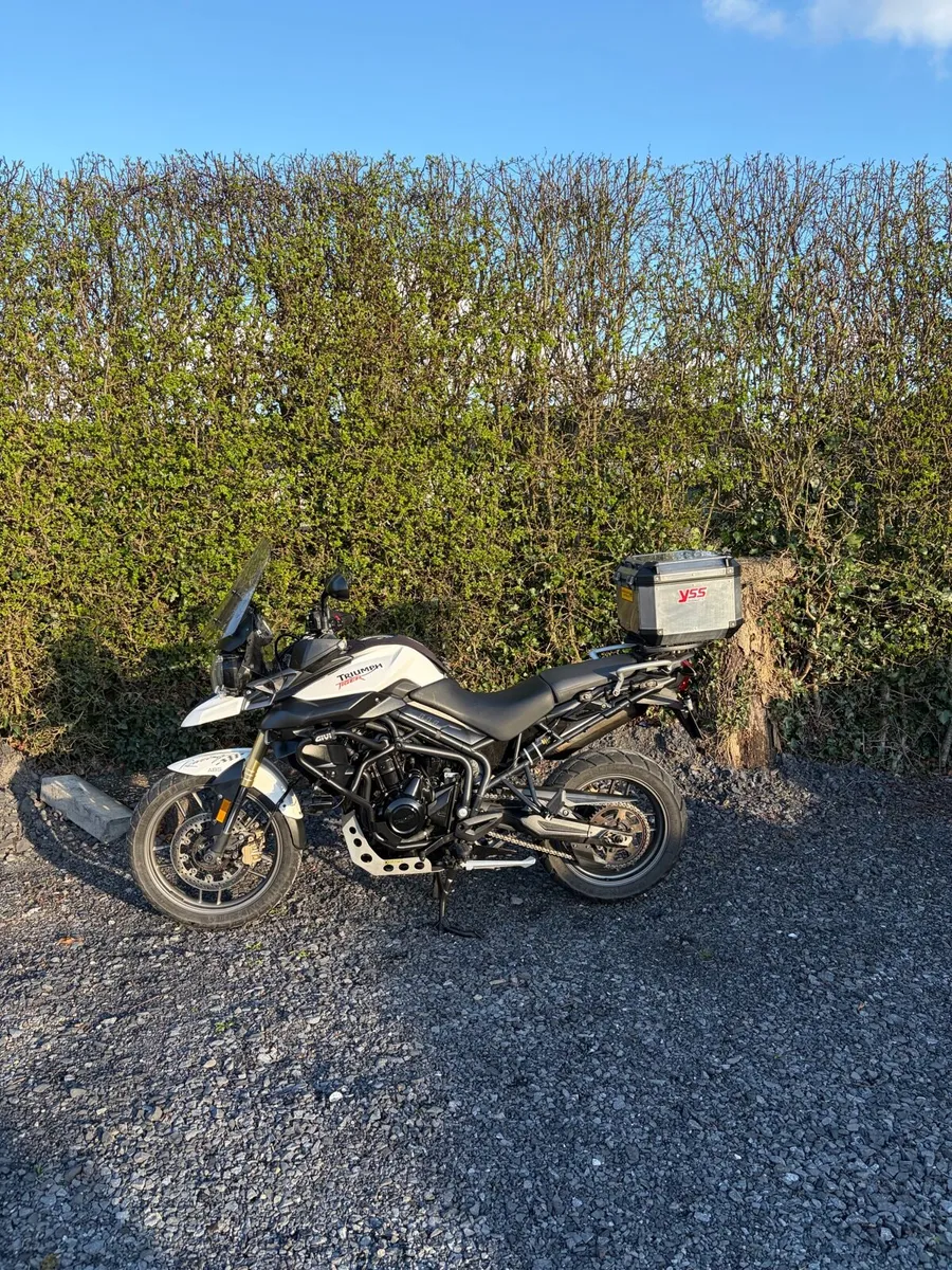 Triump tiger - Image 1