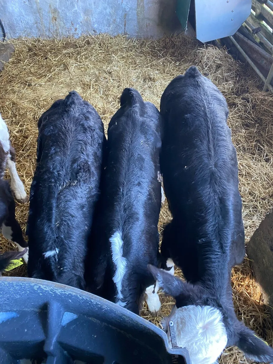 2 Hereford Bulls & 1 Hereford Heifer - Image 1