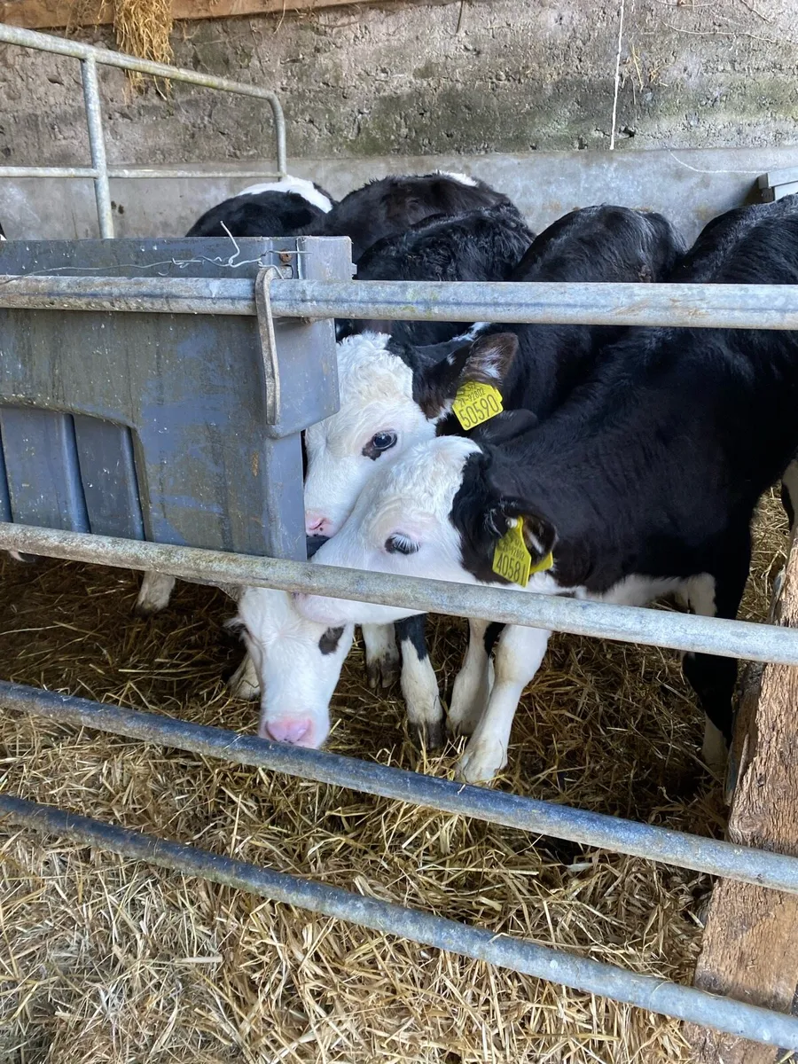 2 Hereford Bulls & 1 Hereford Heifer - Image 3