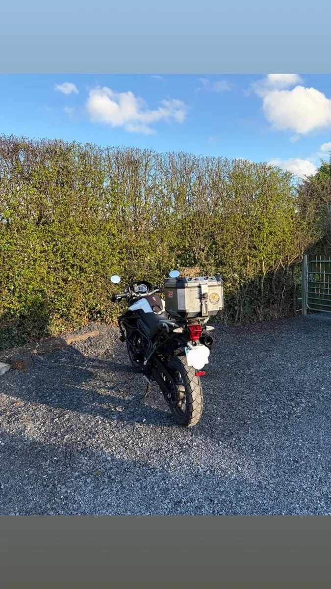 Triump tiger - Image 4