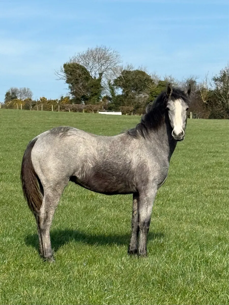 11 month old Connemara - Image 1
