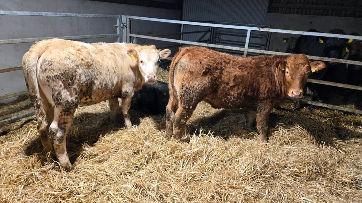 Charolais & Limousin Heifers - Image 1