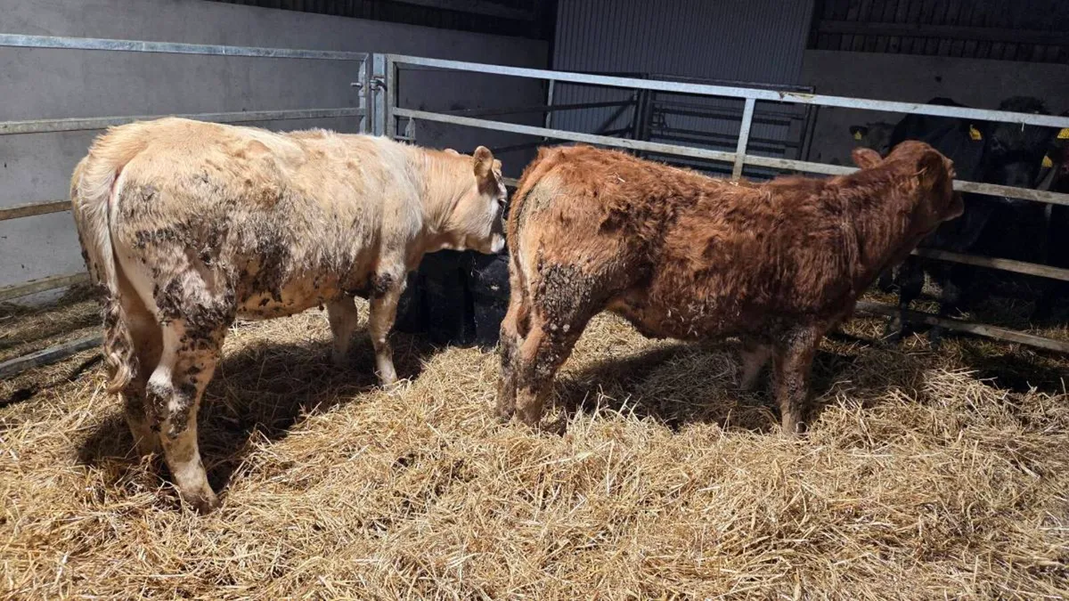 Charolais & Limousin Heifers - Image 2
